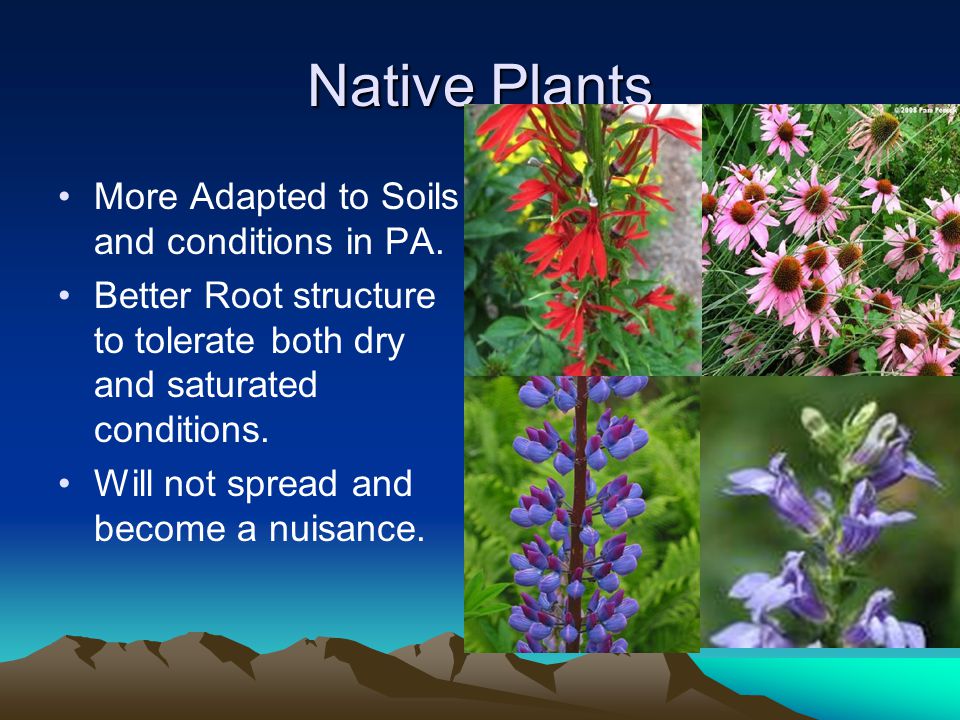 Native Plants More Adapted to Soils and conditions in PA.
