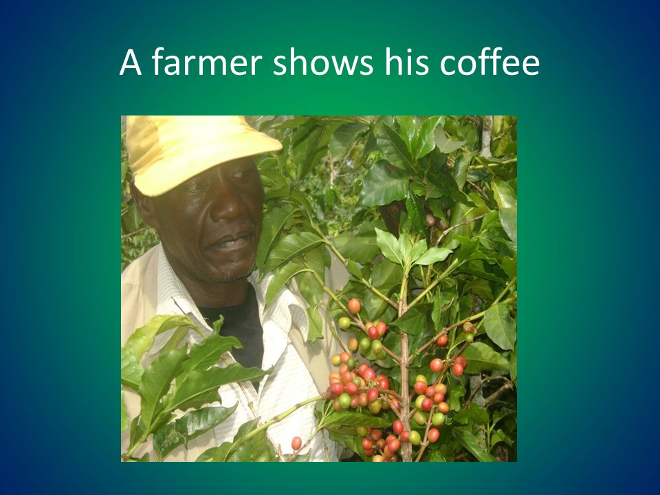 A farmer shows his coffee
