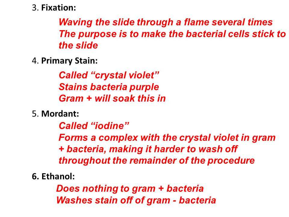 Purpose Use Procedure To Identify If Bacteria Is Gram Positive Or Gram Negative This Would Help Someone Know How To Treat An Infection Prelab 1 Why Ppt Download