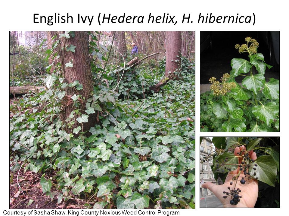 English ivy identification and control: Hedera helix - King County,  Washington