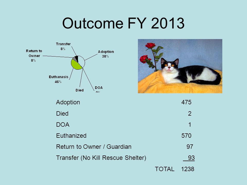 Outcome FY 2013 Adoption 475 Died 2 DOA 1 Euthanized 570 Return to Owner / Guardian 97 Transfer (No Kill Rescue Shelter) 93 TOTAL 1238