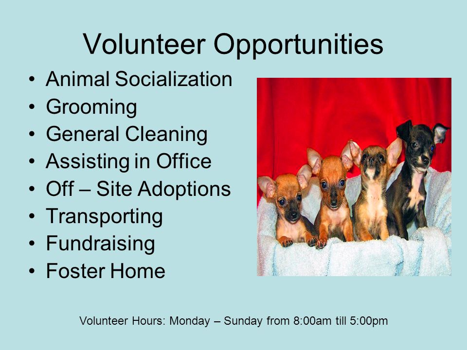 Volunteer Opportunities Animal Socialization Grooming General Cleaning Assisting in Office Off – Site Adoptions Transporting Fundraising Foster Home Volunteer Hours: Monday – Sunday from 8:00am till 5:00pm