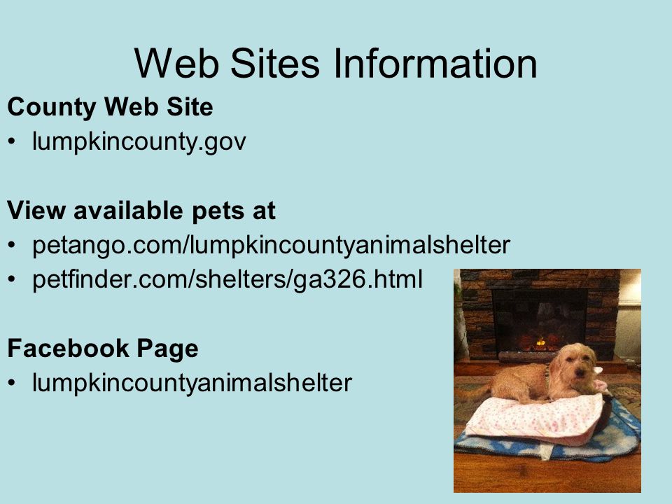 Web Sites Information County Web Site lumpkincounty.gov View available pets at petango.com/lumpkincountyanimalshelter petfinder.com/shelters/ga326.html Facebook Page lumpkincountyanimalshelter