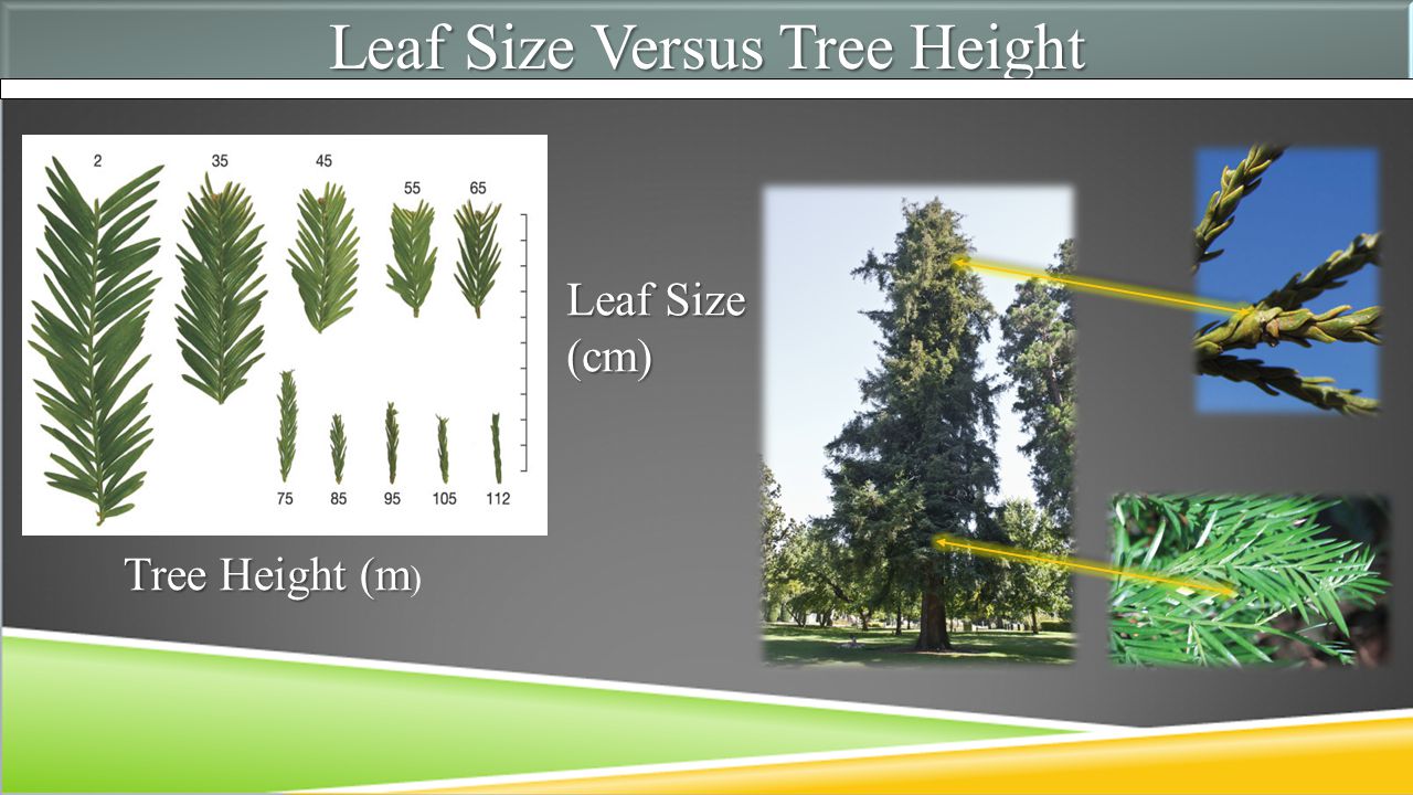 Leaf Size Versus Tree Height Leaf Size (cm) Tree Height (m Tree Height (m )