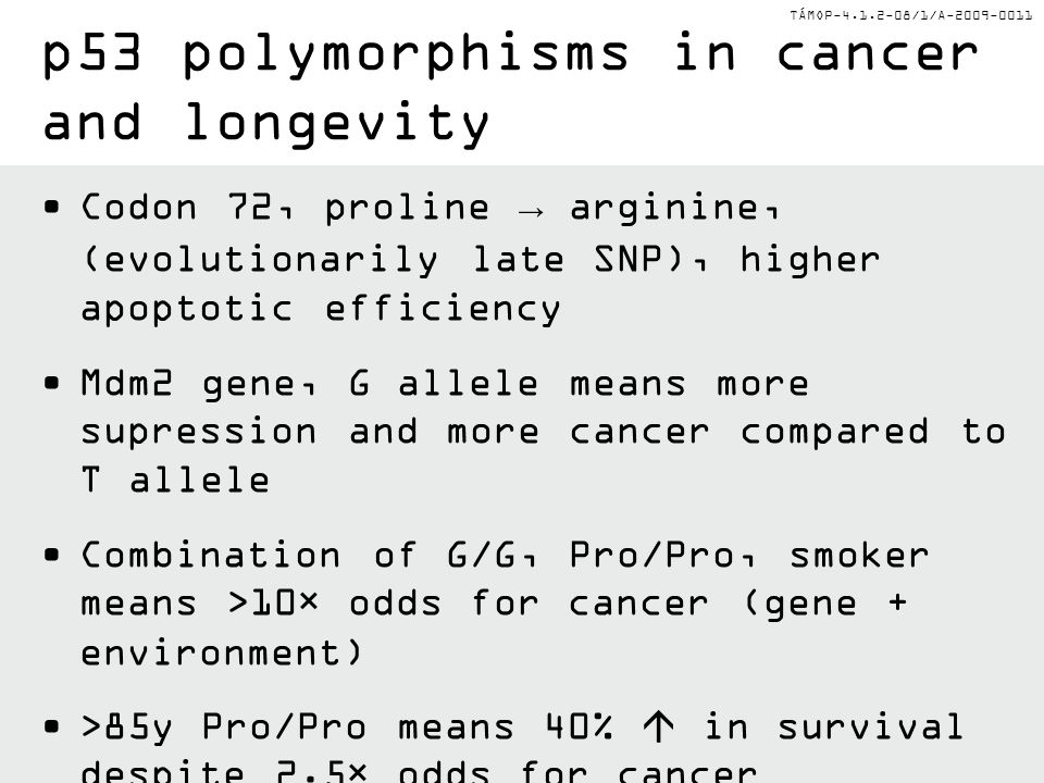 TÁMOP /1/A Codon 72, proline → arginine, (evolutionarily late SNP), higher apoptotic efficiency Mdm2 gene, G allele means more supression and more cancer compared to T allele Combination of G/G, Pro/Pro, smoker means >10× odds for cancer (gene + environment) >85y Pro/Pro means 40%  in survival despite 2.5× odds for cancer p53 polymorphisms in cancer and longevity