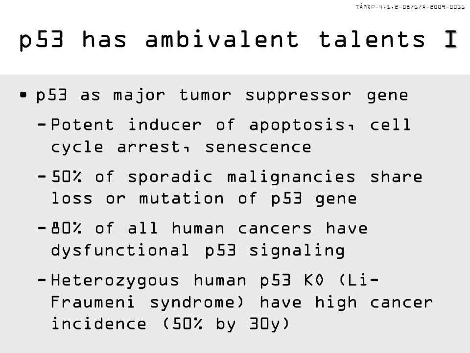TÁMOP /1/A p53 as major tumor suppressor gene -Potent inducer of apoptosis, cell cycle arrest, senescence -50% of sporadic malignancies share loss or mutation of p53 gene -80% of all human cancers have dysfunctional p53 signaling -Heterozygous human p53 KO (Li- Fraumeni syndrome) have high cancer incidence (50% by 30y) I p53 has ambivalent talents I