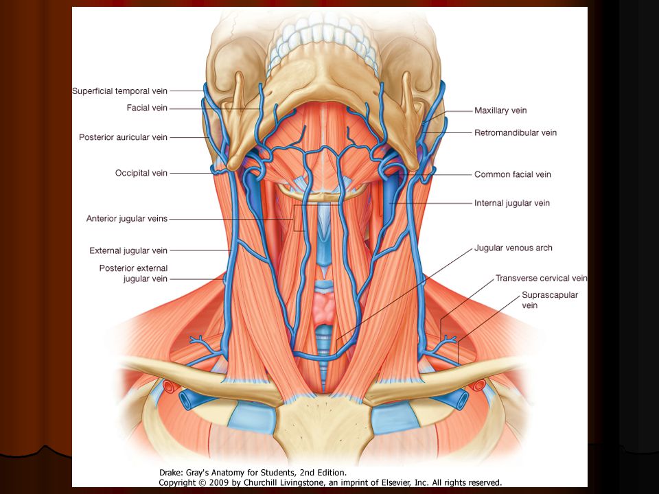 Blood Supply Of Head Neck Ppt Video Online Download