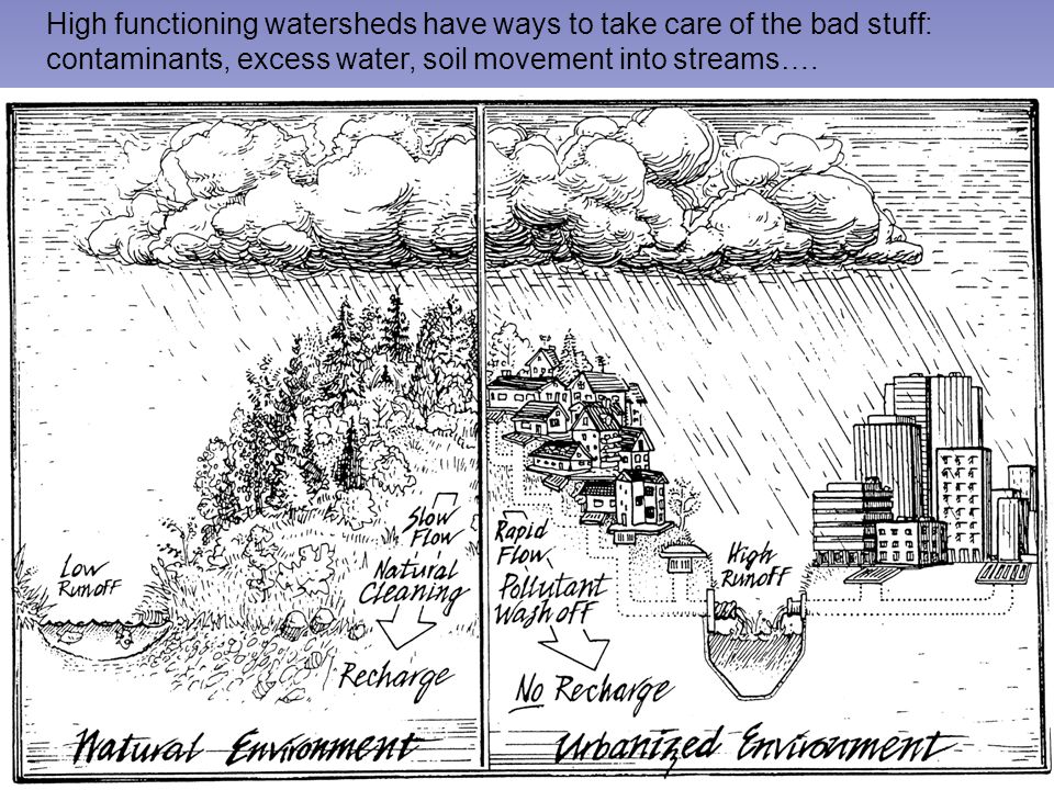 High functioning watersheds have ways to take care of the bad stuff: contaminants, excess water, soil movement into streams….