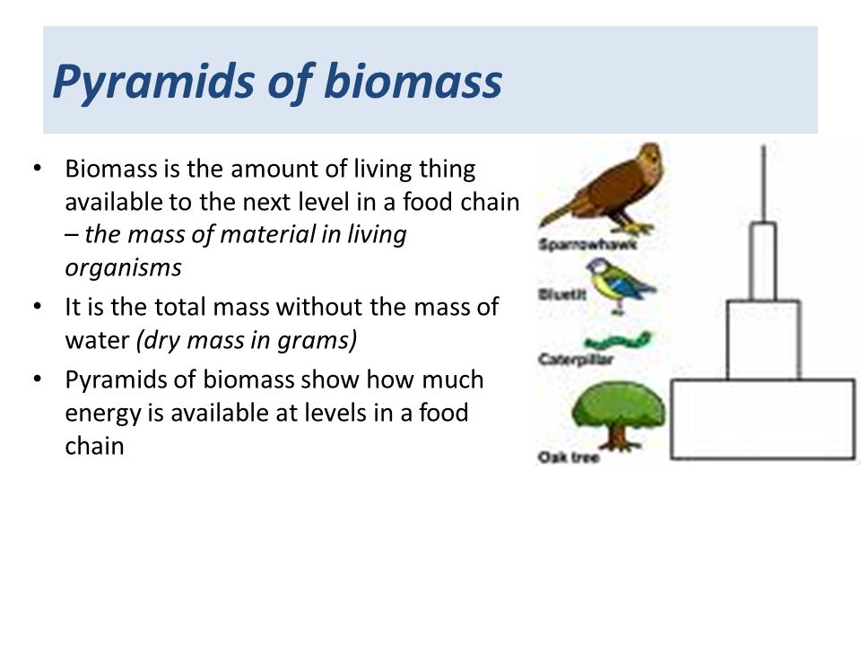 Pyramids of biomass Biomass is the amount of living thing available to the next level in a food chain – the mass of material in living organisms It is the total mass without the mass of water (dry mass in grams) Pyramids of biomass show how much energy is available at levels in a food chain