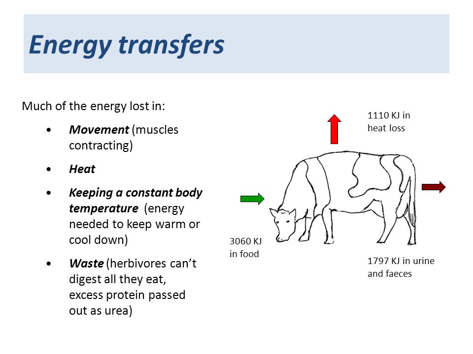 Energy transfers 3060 KJ in food 1110 KJ in heat loss 1797 KJ in urine and faeces Much of the energy lost in: Movement (muscles contracting) Heat Keeping a constant body temperature (energy needed to keep warm or cool down) Waste (herbivores can’t digest all they eat, excess protein passed out as urea)