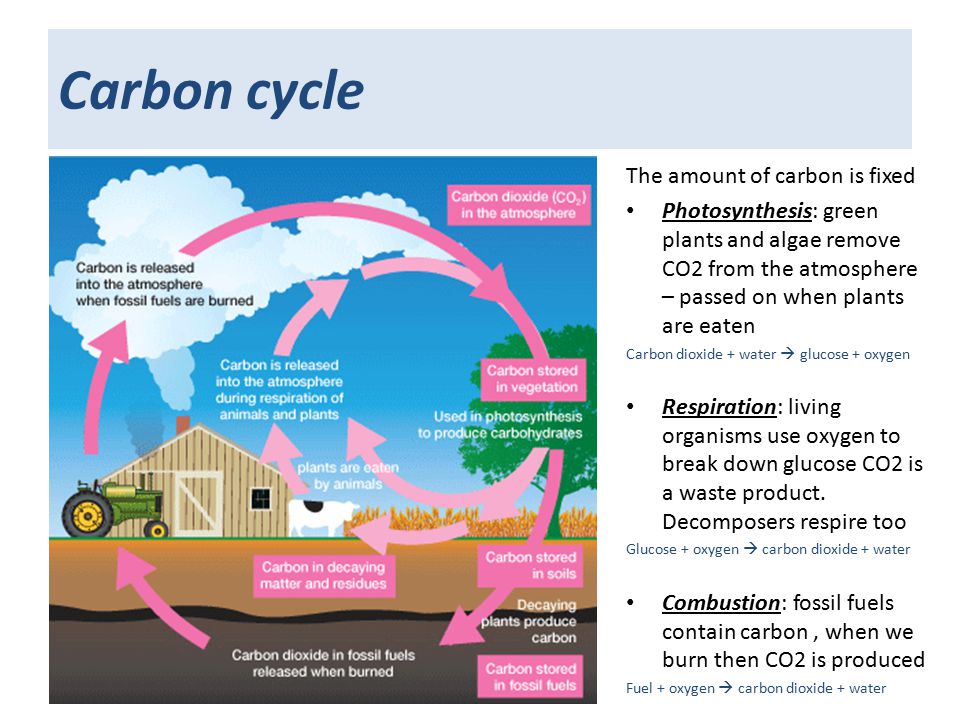 Carbon cycle The amount of carbon is fixed Photosynthesis: green plants and algae remove CO2 from the atmosphere – passed on when plants are eaten Carbon dioxide + water  glucose + oxygen Respiration: living organisms use oxygen to break down glucose CO2 is a waste product.