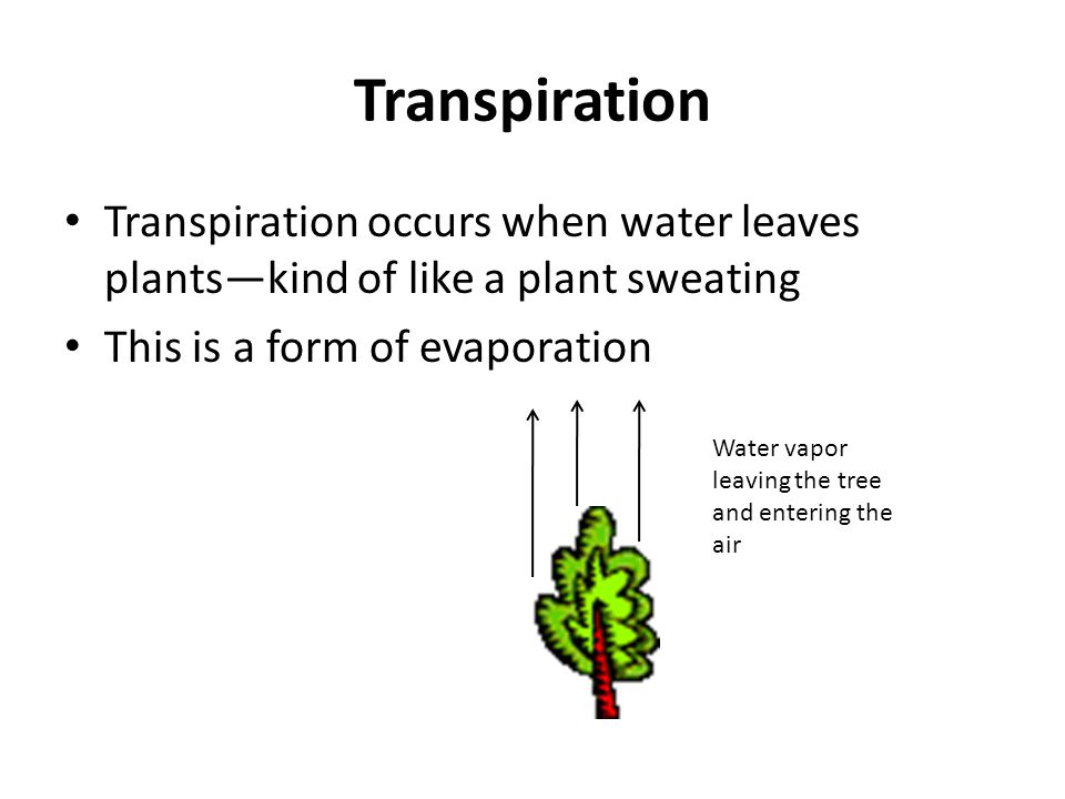 Transpiration Transpiration occurs when water leaves plants—kind of like a plant sweating This is a form of evaporation Water vapor leaving the tree and entering the air