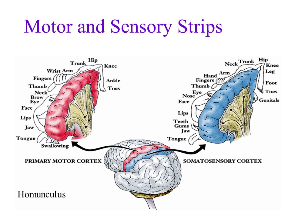 All handjob movies Brain motor strip