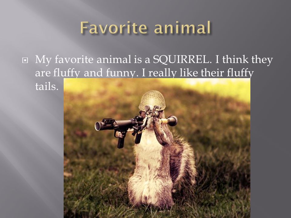  My favorite animal is a SQUIRREL. I think they are fluffy and funny.