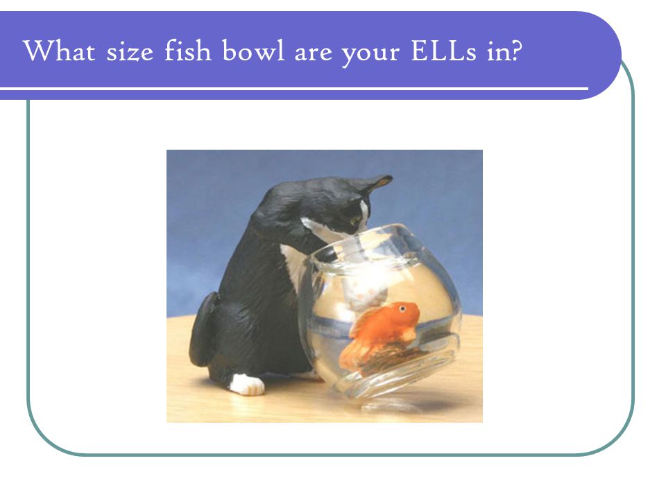 What size fish bowl are your ELLs in