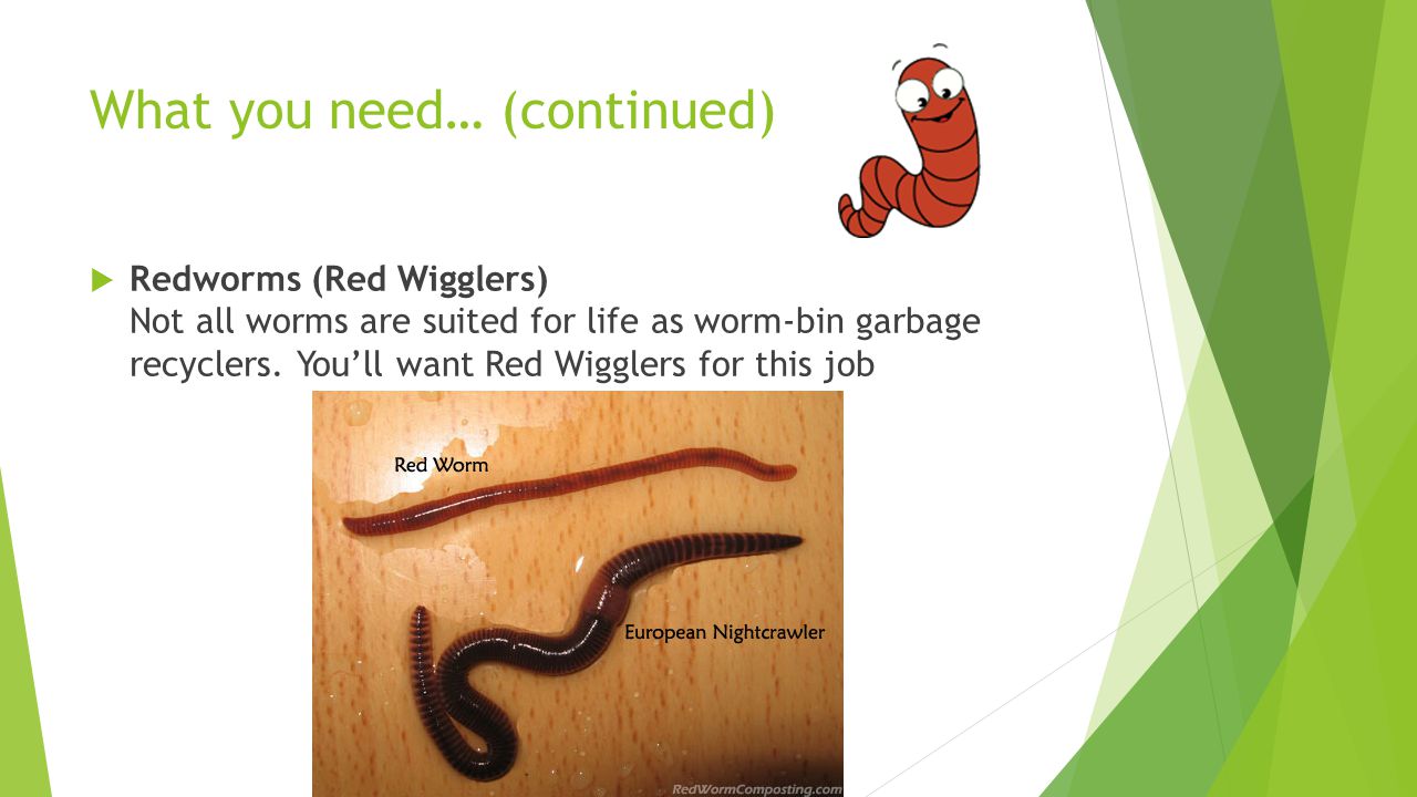 What you need… (continued)  Redworms (Red Wigglers) Not all worms are suited for life as worm-bin garbage recyclers.