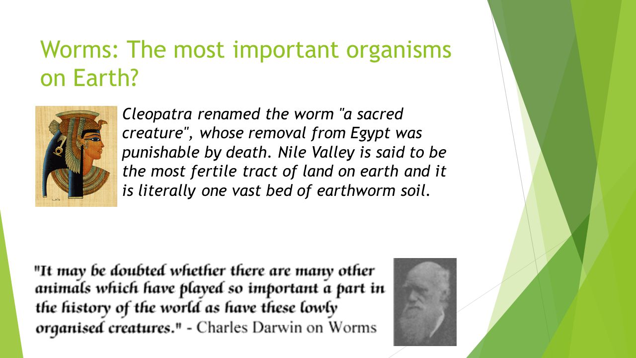 Worms: The most important organisms on Earth.