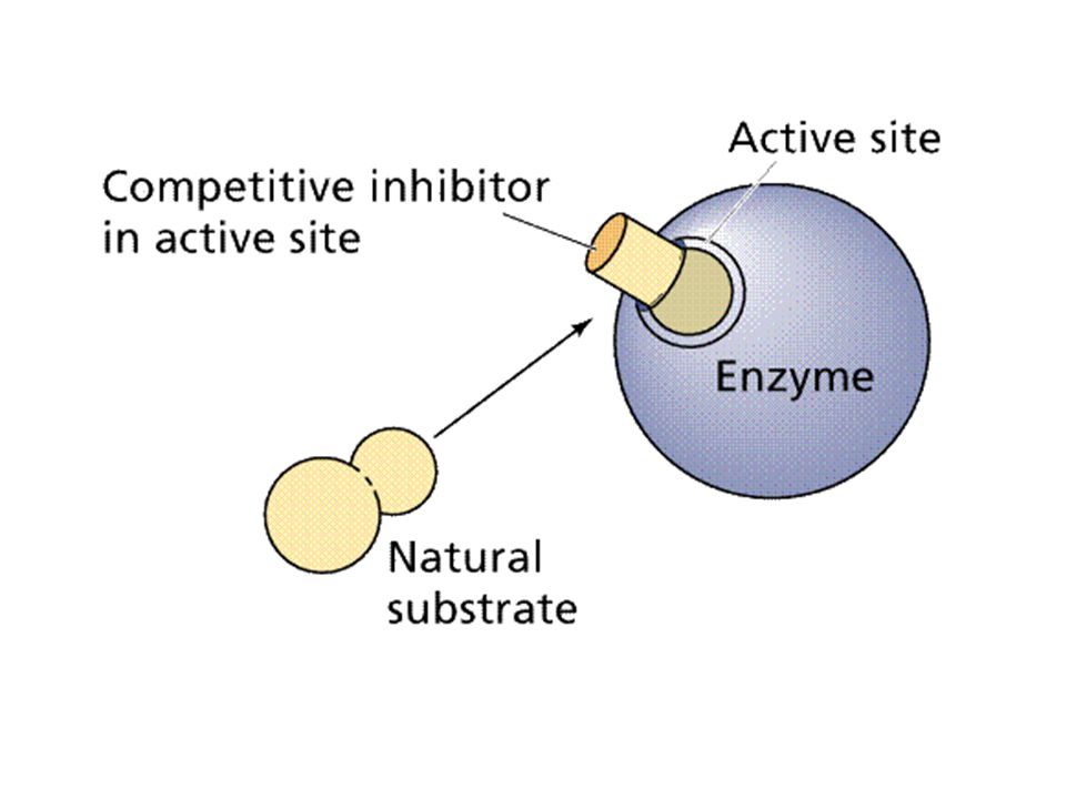 Action site. Enzyme Reaction with substrate Chemical processing.