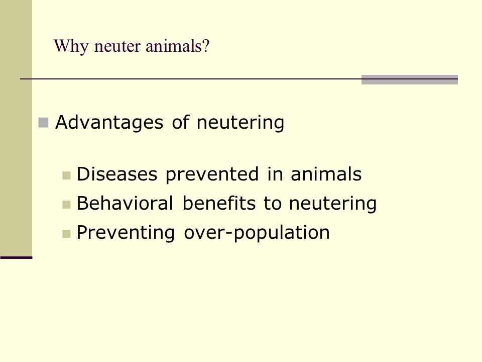 Why neuter animals.