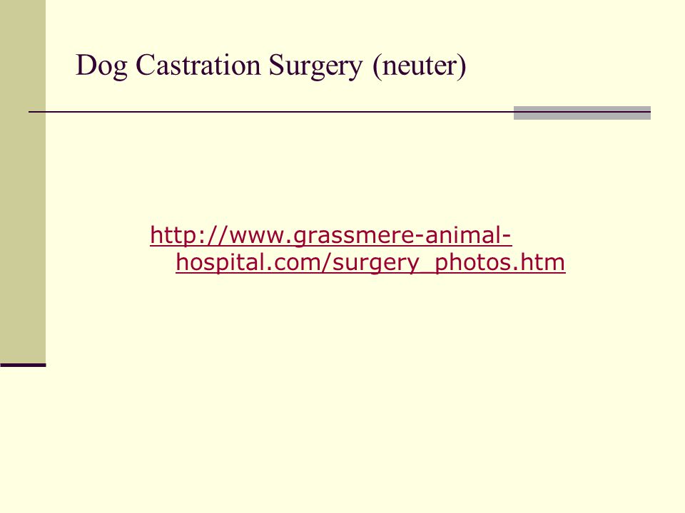 Dog Castration Surgery (neuter)   hospital.com/surgery_photos.htm