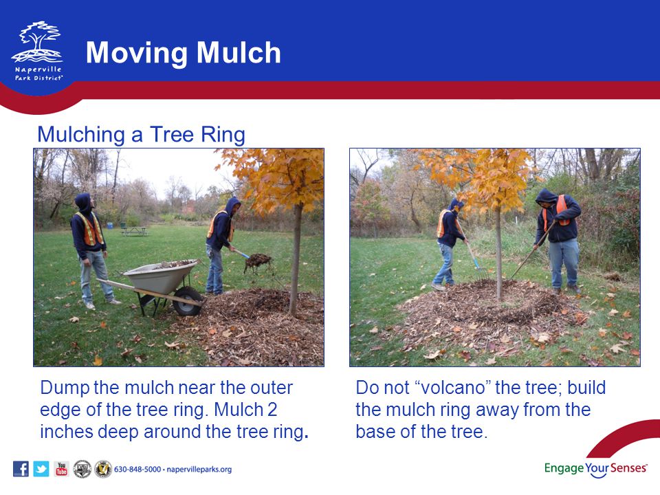 Dump the mulch near the outer edge of the tree ring.