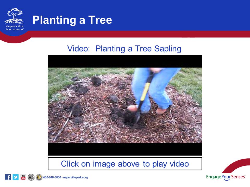 Click on image above to play video Video: Planting a Tree Sapling