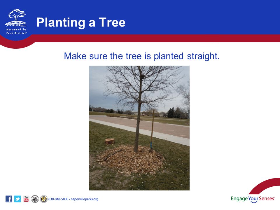 Make sure the tree is planted straight.