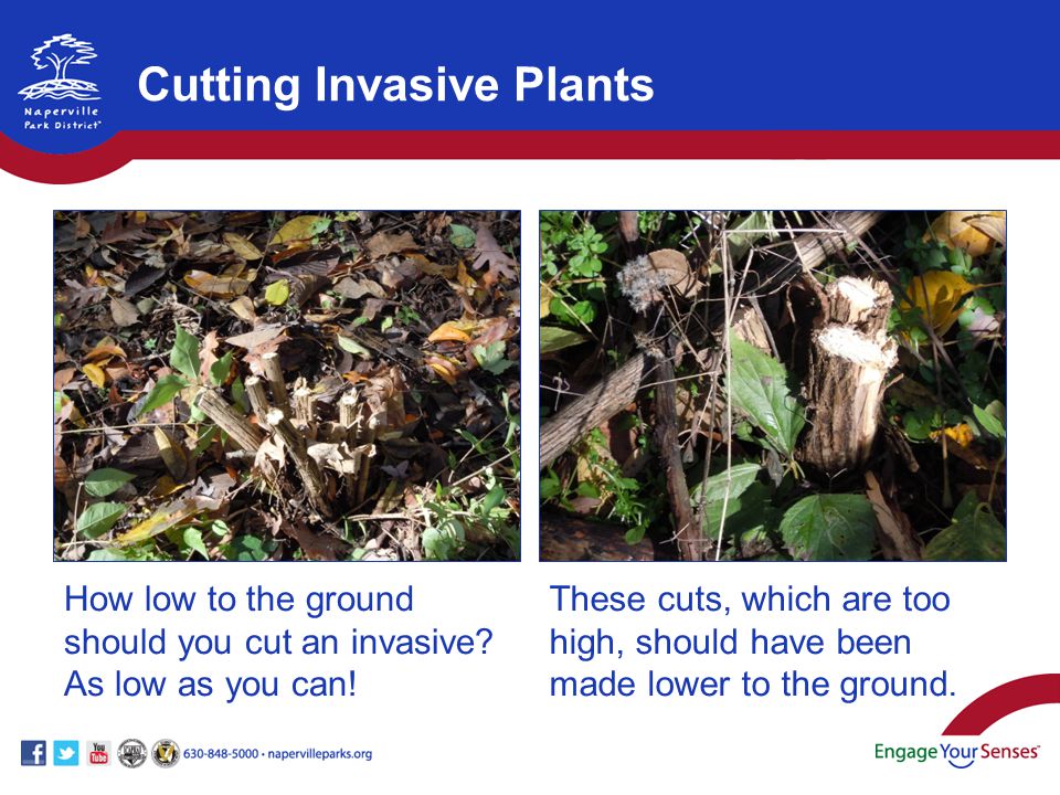 How low to the ground should you cut an invasive. As low as you can.