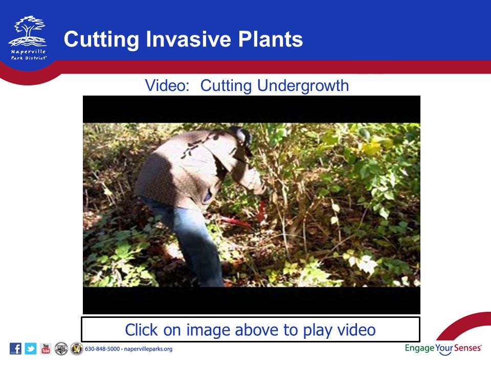 Click on image above to play video Video: Cutting Undergrowth