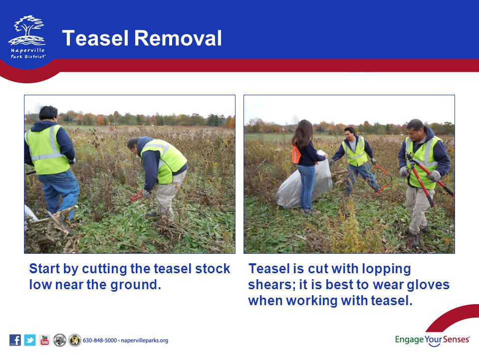 Start by cutting the teasel stock low near the ground.