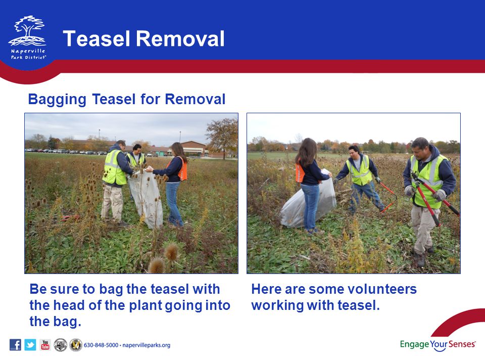 Be sure to bag the teasel with the head of the plant going into the bag.