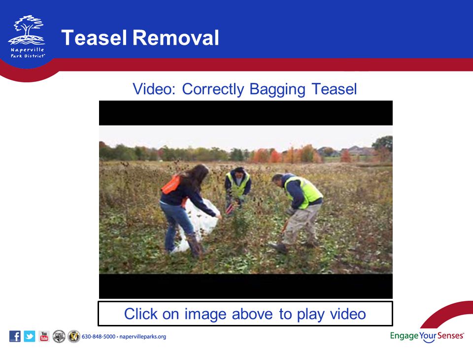 Teasel Removal Click on image above to play video Video: Correctly Bagging Teasel