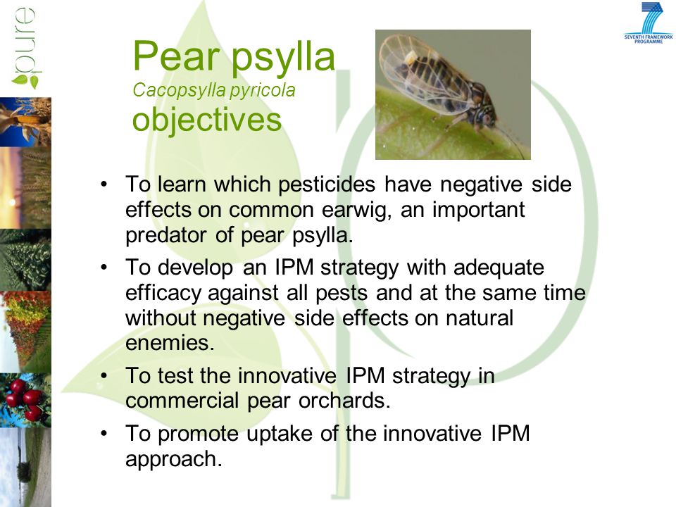 Results and lessons learnt from pomefruit activity Use your mouse to see  tooltips or to link to more information. - ppt download