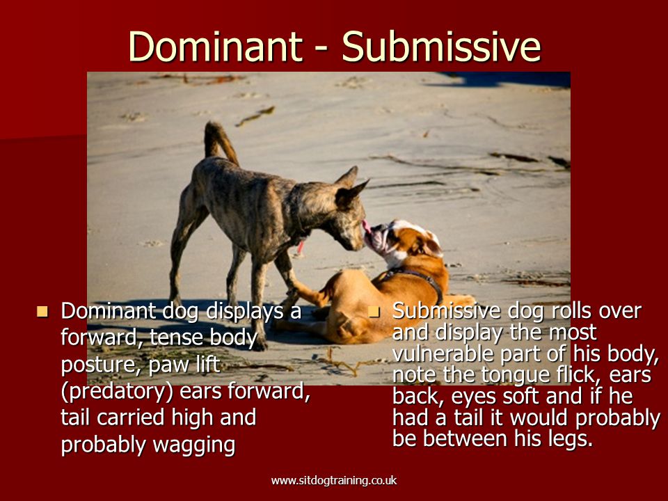 Welcome to Sit Dog Training Calming Signals & Dog body Language  Presentation. Please click with your mouse to change the pages. - ppt  download