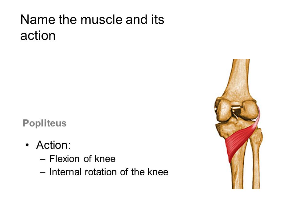 Review of the Knee Joint. Name the ligament Semitendinosus Action: –Flexion  of the knee –Internal rotation of the knee Name the muscle and its action(s)  - ppt download
