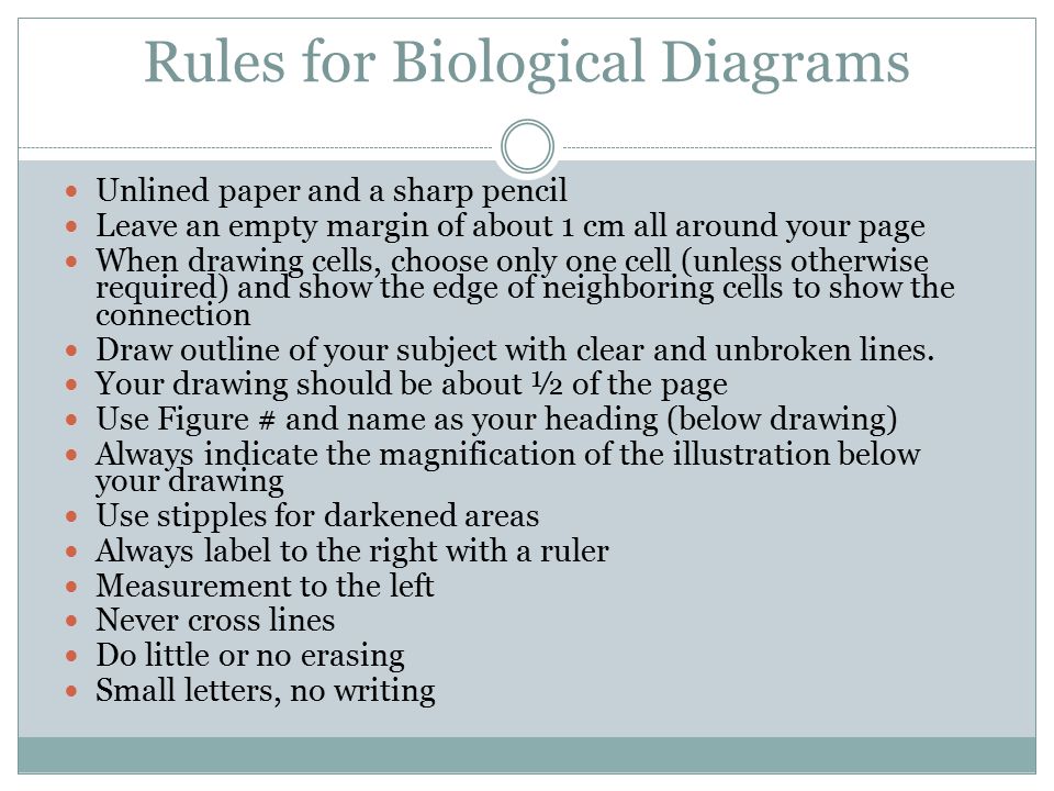 Rules for Biological Diagrams Unlined paper and a sharp pencil Leave an empty margin of about 1 cm all around your page When drawing cells, choose only one cell (unless otherwise required) and show the edge of neighboring cells to show the connection Draw outline of your subject with clear and unbroken lines.