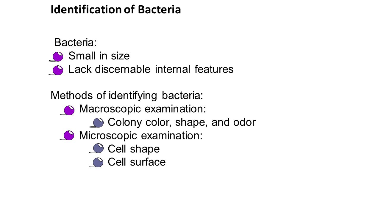 Lab 13: Bacteria. Review classification within the biological world  Understand characteristics used to identify microorganisms Learn how to  prepare a. - ppt download