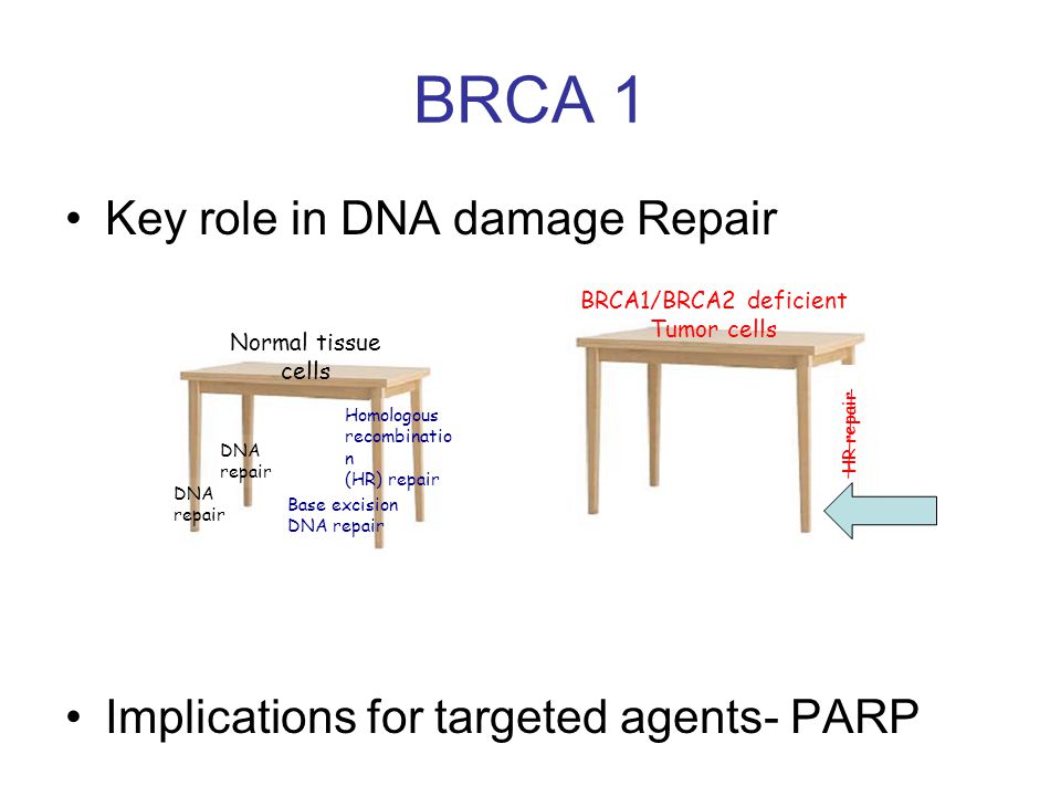 Key role in DNA damage Repair Implications for targeted agents- PARP BRCA 1 Normal tissue cells DNA repair DNA repair Base excision DNA repair Homologous recombinatio n (HR) repair BRCA1/BRCA2 deficient Tumor cells HR repair
