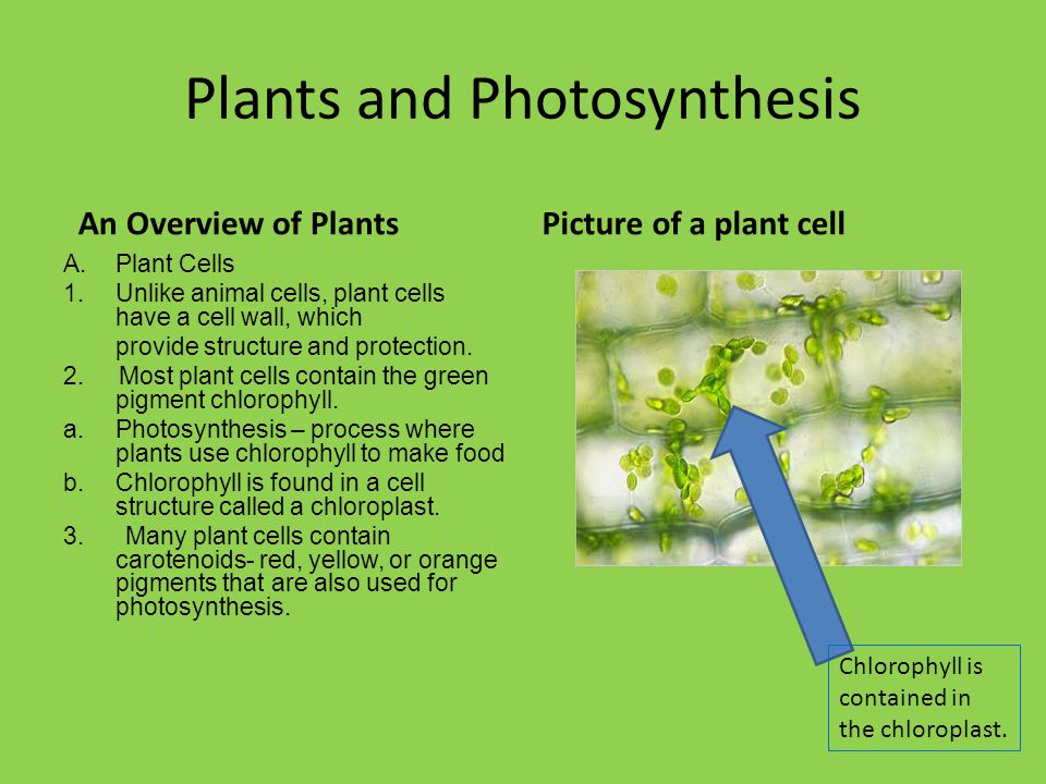 Plants Plants And Photosynthesis An Overview Of Plants A Plant Cells 1 Unlike Animal Cells Plant Cells Have A Cell Wall Which Provide Structure And Ppt Download