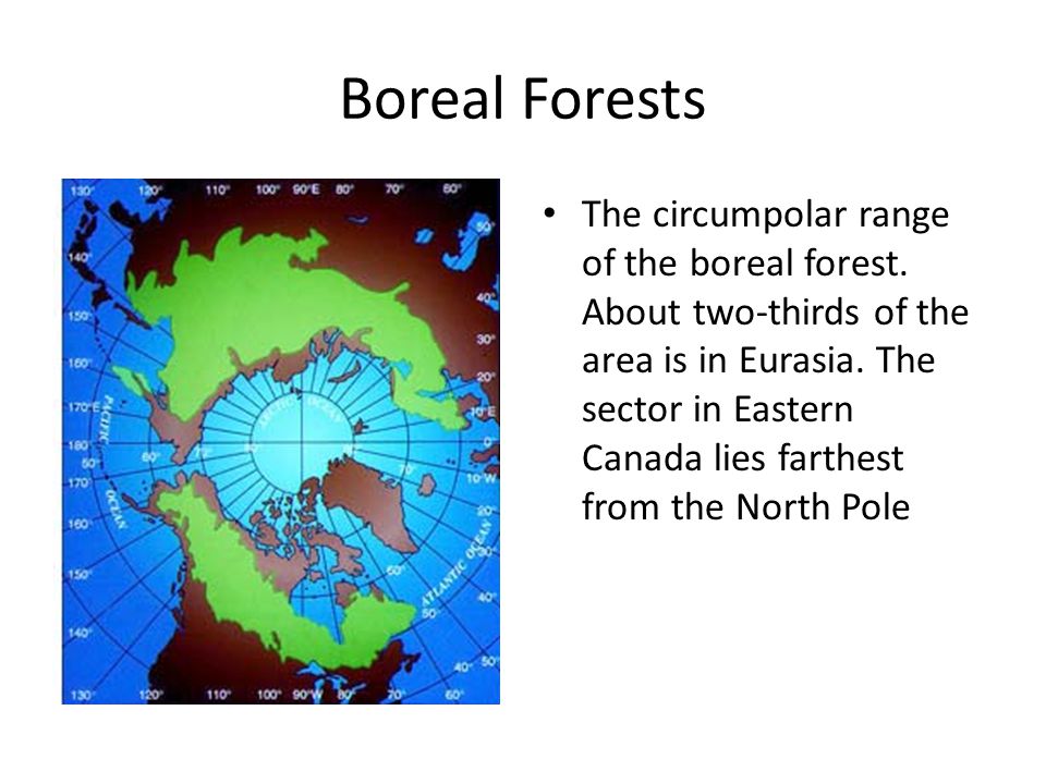 Boreal Forests The circumpolar range of the boreal forest.