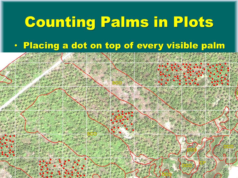 Counting Palms in Plots Placing a dot on top of every visible palm Placing a dot on top of every visible palm Digital overlay with grid and counting in MapInfo (GIS software) dots per grid cell Digital overlay with grid and counting in MapInfo (GIS software) dots per grid cell Transfer to Access Transfer to Access