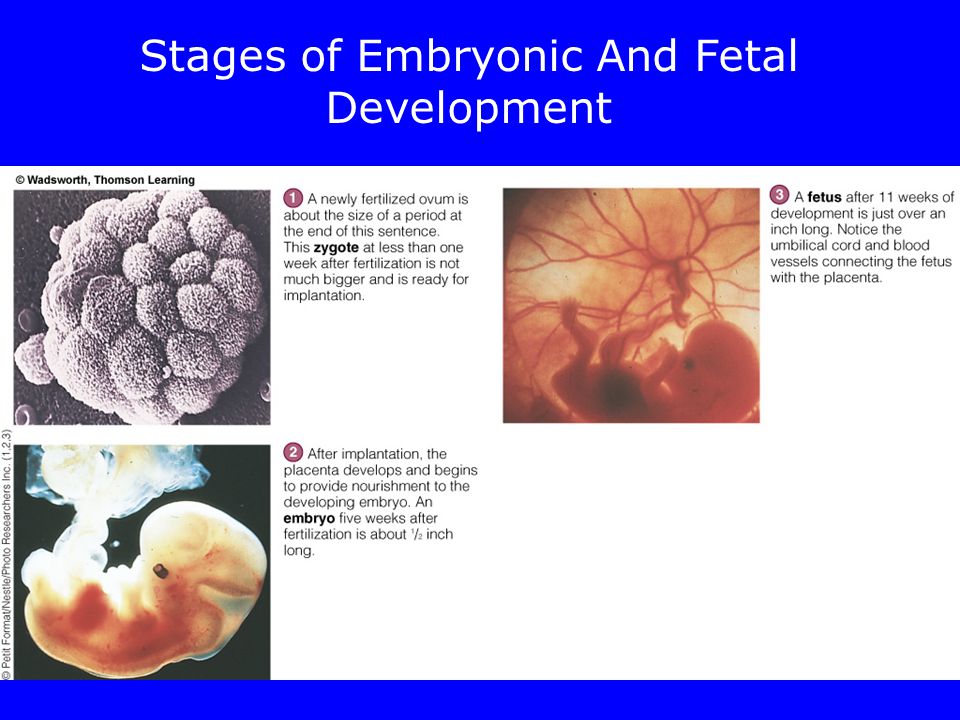 Fetal Growth And Development Zygote –Implantation Embryo Fetus Copyright 2005 Wadsworth Group, a division of Thomson Learning