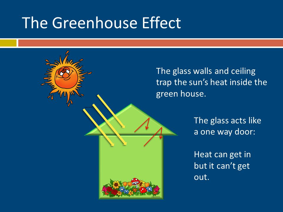 The Greenhouse Effect The glass walls and ceiling trap the sun’s heat inside the green house.