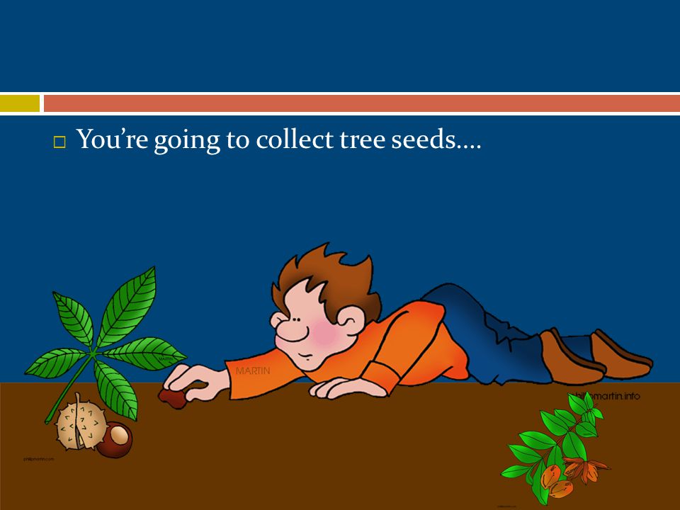  You’re going to collect tree seeds….