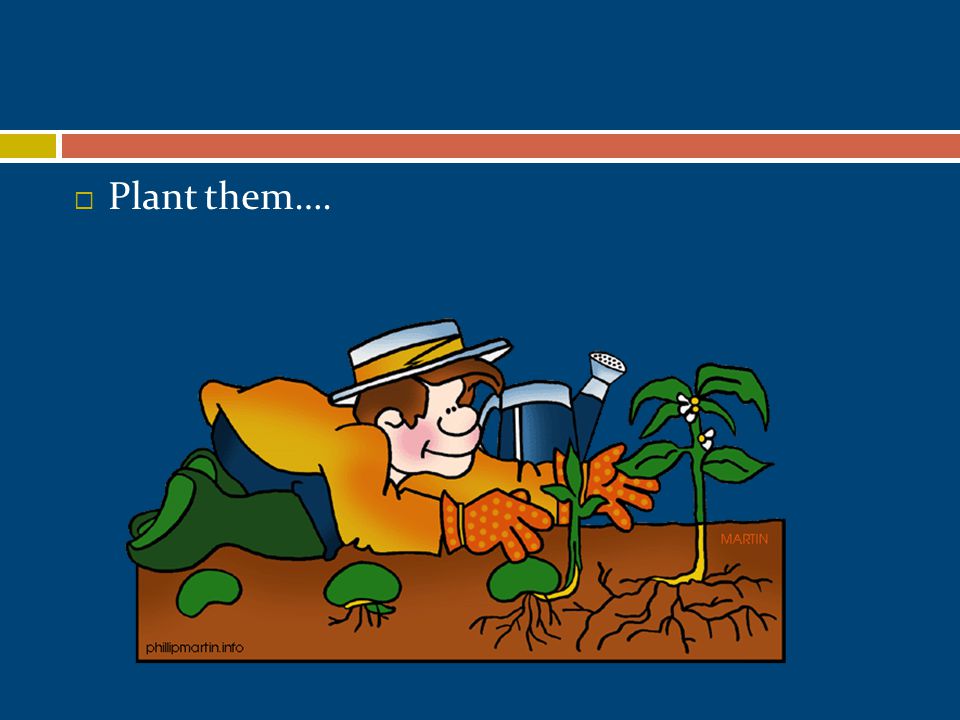  Plant them….