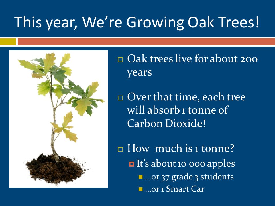 This year, We’re Growing Oak Trees.