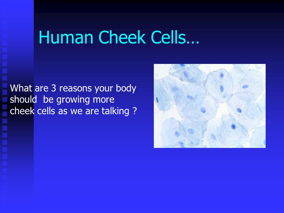 Section 3 The Cell Cycle Date Human Cheek Cells What Are 3 Reasons Your Body Should Be Growing More Cheek Cells As We Are Talking Ppt Download