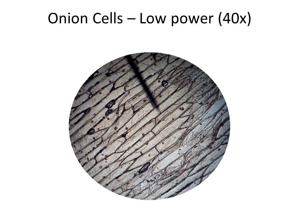 A Cell A Bration Of Life Bell Work Complete Engage Section On Lab Key Question And Student Predictions How Would Plant And Animal Cells Be Different If Ppt Download