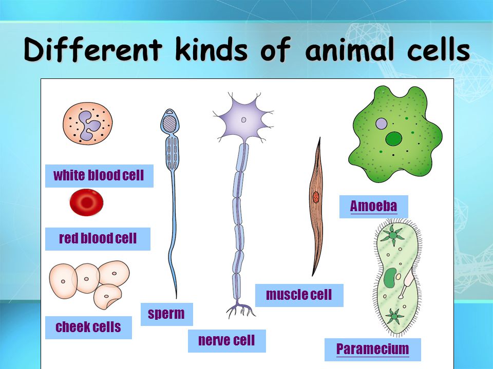 Basic Structure of a Cell CELL THEORY All living things are made of cells  Cells are the basic unit of structure and function Cells come from the  reproduction. - ppt download