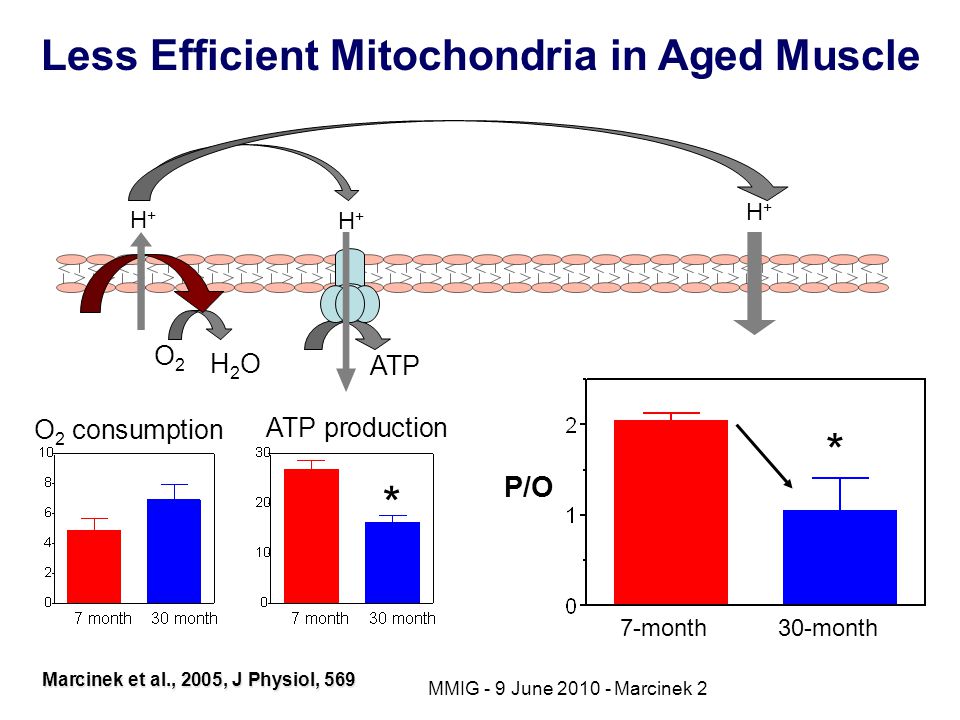 Less Efficient Mitochondria in Aged Muscle Marcinek et al., 2005, J Physiol, 569 ATP H+H+ O2O2 H2OH2O H+H+ H+H+ P/O 30-month7-month * O 2 consumption * ATP production MMIG - 9 June Marcinek 2